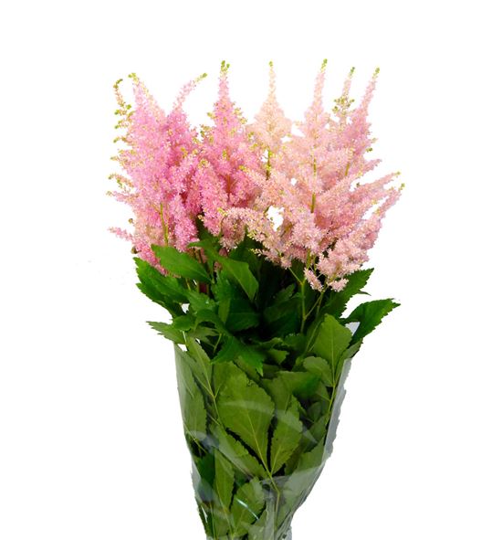 Astilbe jap europa 55 - ASTJAPEUR