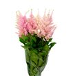 Astilbe jap europa 55 - ASTJAPEUR