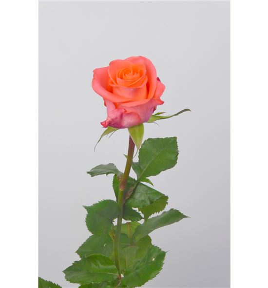Rosa wow 50 - RWOW
