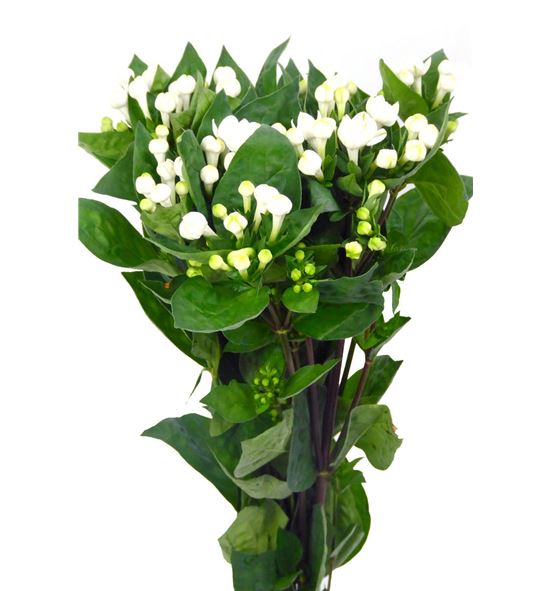 Bouvardia diamond sparkles 50 - BOUDIASPA