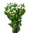 Bouvardia diamond sparkles 50 - BOUDIASPA
