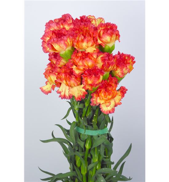 Clavel amarillo/naranja - CLAAMANAR