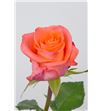 Rosa wow 50 - RWOW1