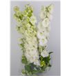 Delphinium guardian white 70 - DELCENWHI