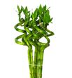 Drac bamboo spiraal 60 - DRABAMSPI