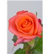 Rosa wow 50 - RWOW2