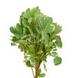 Pittosporum ilan 60 - PITILA