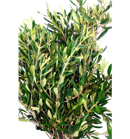 Olivo - OLI