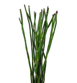 Snake grass - SNA