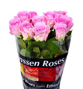 Rosa hol. aqua 50 - RGRAQU