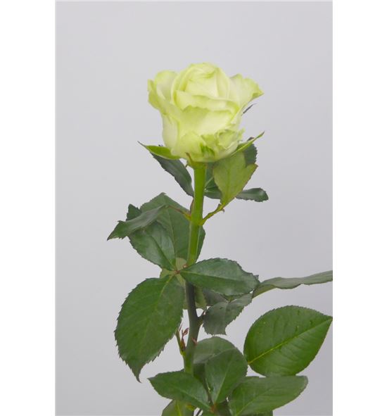 Rosa avalanche 60 - RAVA