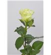 Rosa avalanche 60 - RAVA