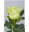 Rosa avalanche 60 - RAVA1