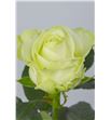 Rosa avalanche 60 - RAVA2