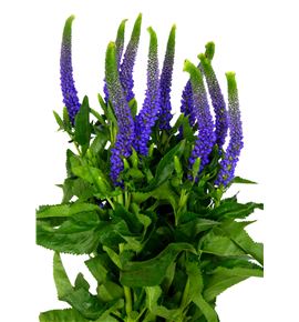 Veronica clea diana 60 - VERCLEDIA
