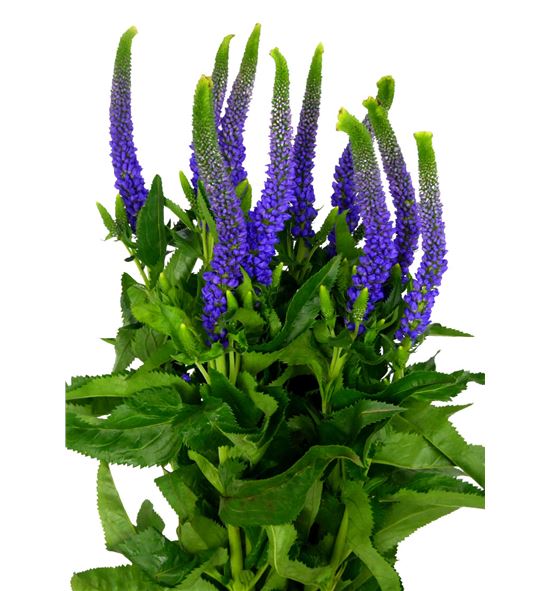 Veronica clea diana 60 - VERCLEDIA