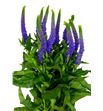 Veronica clea diana 60 - VERCLEDIA
