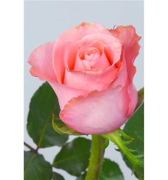 Rosa finta PEZOS, rosa, 60cm