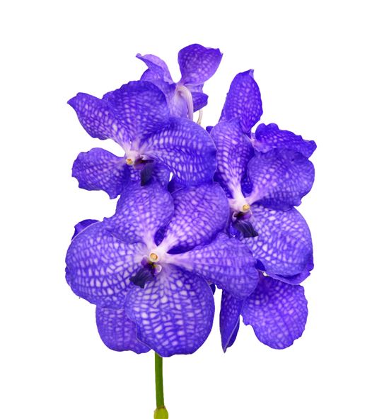 Vanda blue magic x16