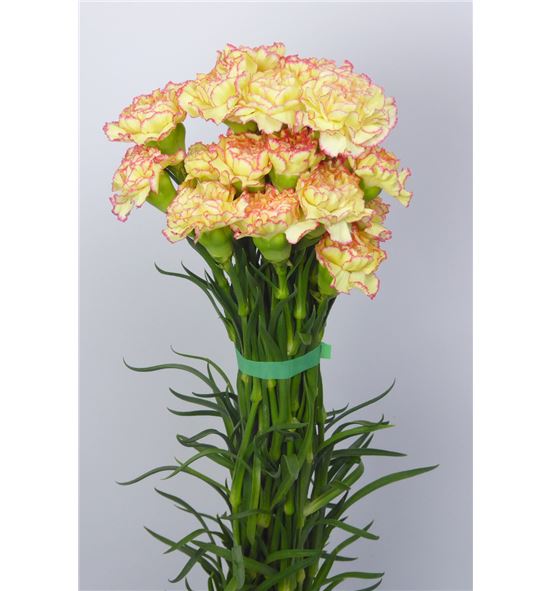 Clavel amarillo/rosa - CLAAMAROS