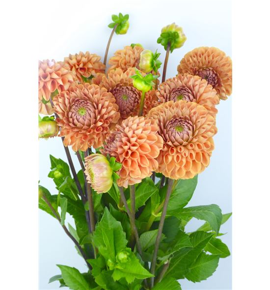 Dahlia cornel bronze 55 - DAHCORBRO