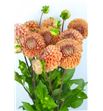Dahlia cornel bronze 55 - DAHCORBRO