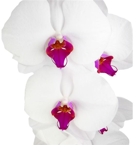 Phal red lips x25 - PHAREDLIP