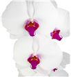 Phal red lips x25 - PHAREDLIP