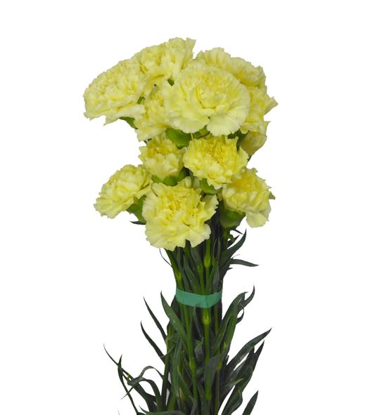 Clavel amarillo - CLAAMA