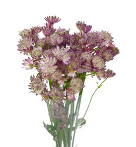 Astrantia star africa 60 - ASTSTAAFR