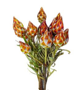 Kaaps leu rubrum 40 - KAALEURUB