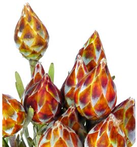 Kaaps leu rubrum 40 - KAALEURUB