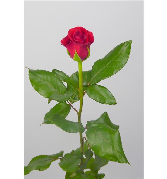 Rosa red corvette 60 - RRED