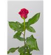 Rosa red corvette 60 - RRED