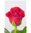Rosa red corvette 60 - RRED1