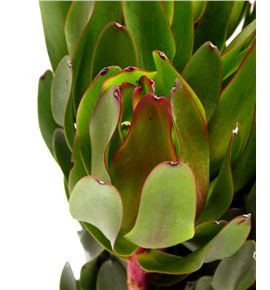 Leuca laurel yellow 40 - LEULAUYEL