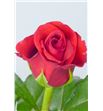 Rosa red corvette 60 - RRED2