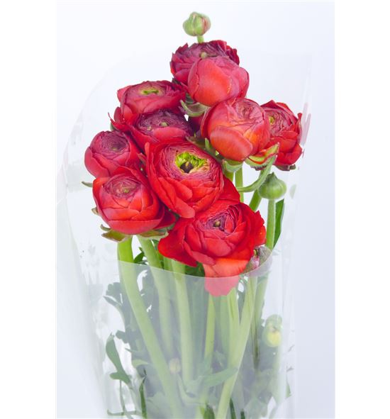 Ranunculo amandine red 40 - RANMUSRED