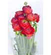 Ranunculo amandine red 40 - RANMUSRED