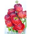 Ranunculo amandine red 40 - RANMUSRED1
