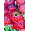 Ranunculo amandine red 40 - RANMUSRED2