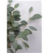Eucaliptu polyanthemos 60 - EUCPOL2