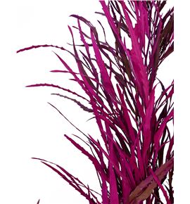 Grevillea fucsia - GREFUC