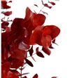 Eucaliptus cinerea rojo 200gr - EUCINROJ1