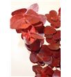 Eucaliptus cinerea rojo 200gr - EUTINROJO2