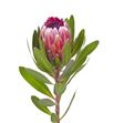 Protea pink ice 40 - PROICEPIN