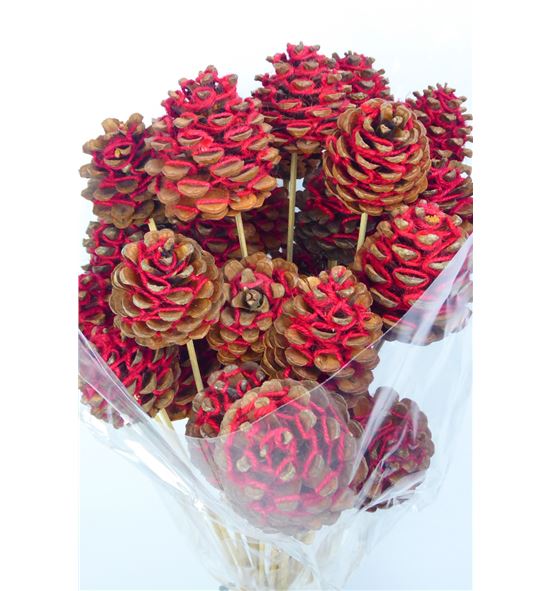 Piñas algodon rojo x30 - PIÑALGROJ