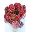 Piñas algodon rojo x30 - PIÑALGROJ