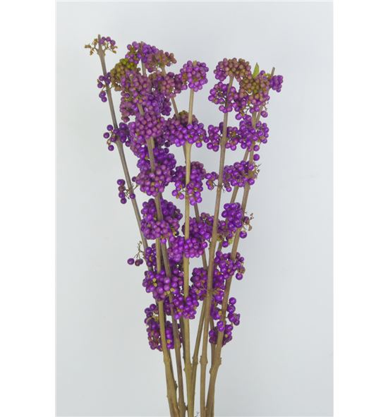 Callicarpa 50 - CAL