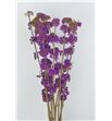 Callicarpa 50 - CAL